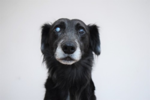 blinded-by-wanderlust:Pretty boyMy heart grows whenever this doggo comes back on my dash. 