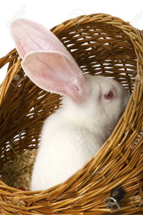 Fonte : 8fr.123rf.com 735085 - Aux yeux rouges grandes oreilles de lapin blanc dans un panier Banque