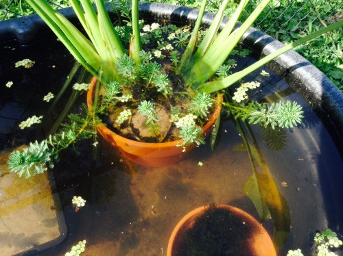 thefreckledfish:temporary setup for my lotus. I’m using my 50g stock tank until I can find som