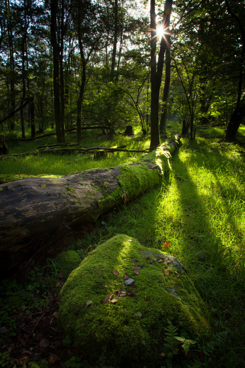 brutalgeneration: White Moss Trees (by Duncan Fawkes)
