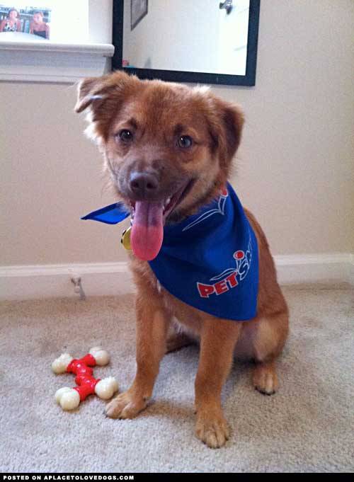 aplacetolovedogs:  Berkley, a 1 year old Border Collie mix, looking sharp after his