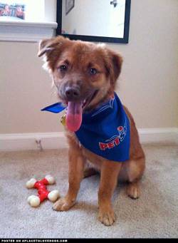 Aplacetolovedogs:  Berkley, A 1 Year Old Border Collie Mix, Looking Sharp After His