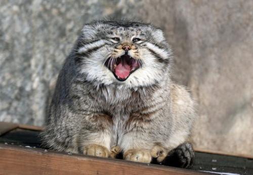 mostlytoebeans:mostlycatsmostly:More Pallas Cat (via mbibi)love me some SCREAMING RECTANGLE