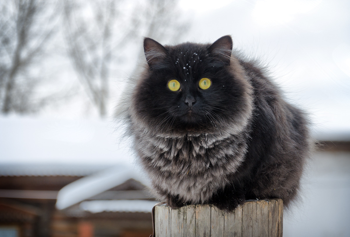 Кот Сова Фото