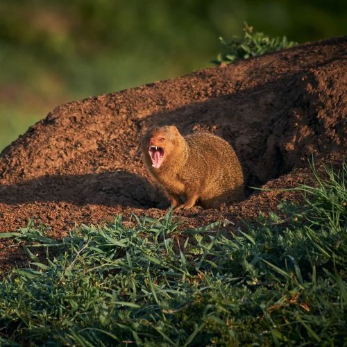 Common dwarf mongoose is a mongoose species native to Angola, northern Namibia, KwaZulu-Natal in Sou