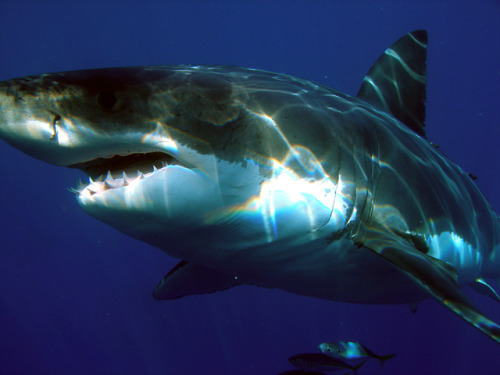 The great white shark is believed to be the largest macropredatory fish, reaching lengths of over 20