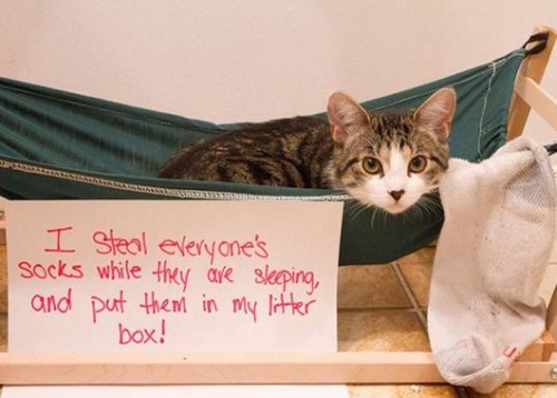 celestialbesties:  catsbeaversandducks:  Being a cat owner is full of surprises. More naughty cats HERE. Via Distractify  Look at how proud the butter one is though. Yes.  I do lick the butter 