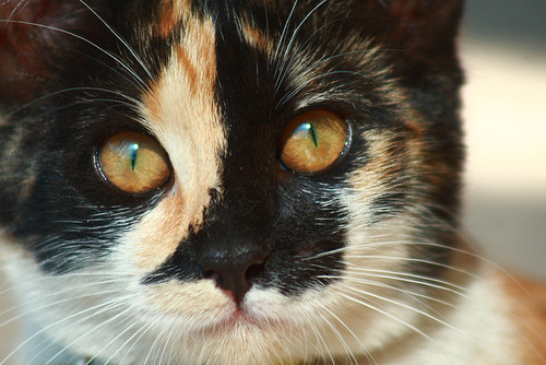 catp0rn:  Retrato a mi Chi *O* on Flickr