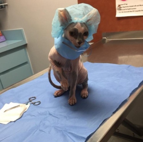 catsbeaversandducks: Meet Nurse Raisin She’s cute, professional, kind and very efficient! Photos by Raising Raisin - The Animal Medical Clinic Sphynx Kitty 