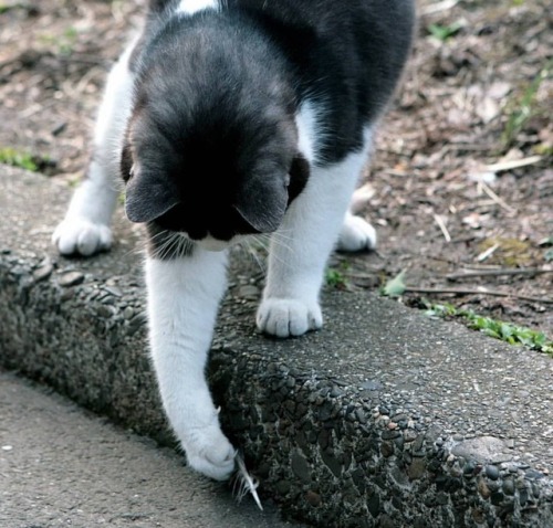 Playing www.youtube.com/c/WeMeow #cat #cats #wemeow #meow #catlife #cutecat #catlove #loveca