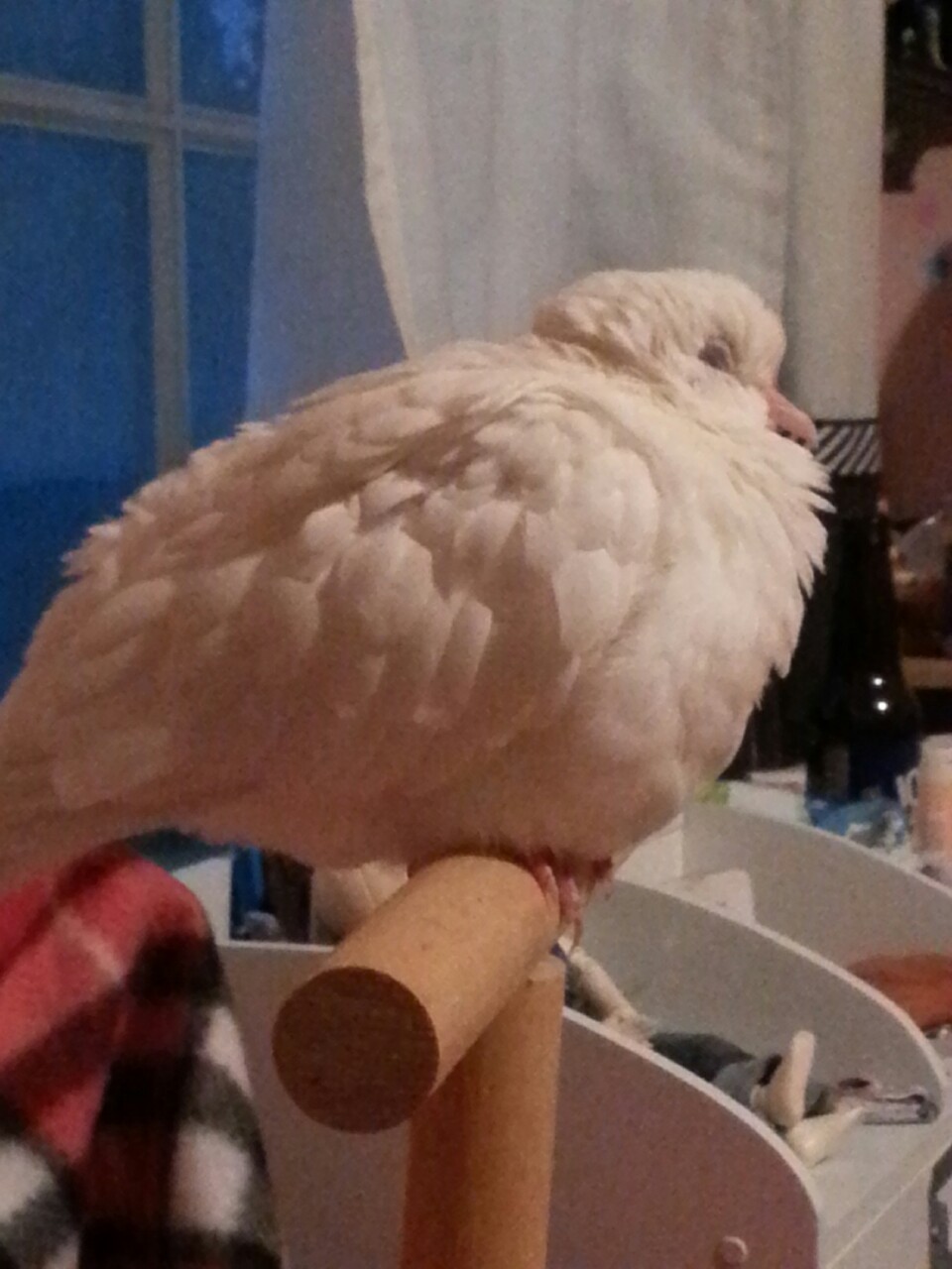 Update: the majestic flufflebutt has preened and changed positions.  Snoring has