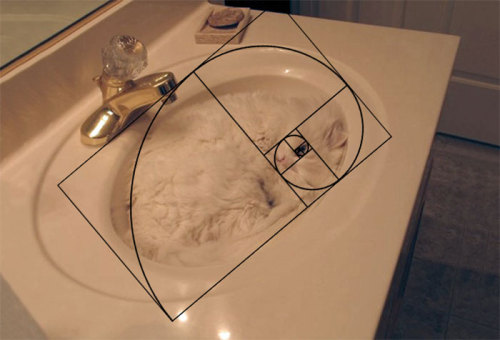Furbonacci Sequence Proves That Cats Are Purrfect 