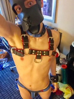 pupholstergunner:  Bought my first big piece of leather at MAL 2018 and I absolutely love it. Can’t wait to wear it to future events.  Next in my list; a leather puppy muzzle/hood