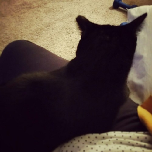 Best part of my day… purring cat on my lap. I love my little ball of fur.