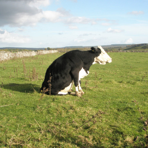 babyanimalgifs: Cows sitting like dogs. That is all. Please enjoy. via @sadanduseless