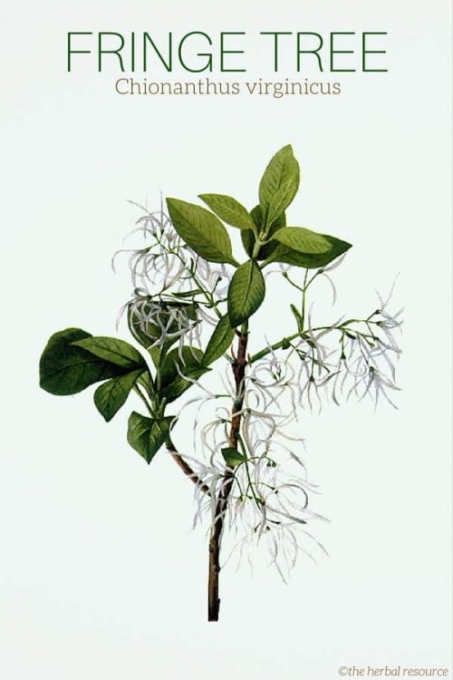 Fringe Tree Uses as a Medicinal Herb Fringe tree is regarded as an excellent stimulating tonic and i