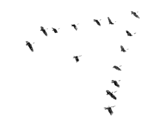 Geese fly in a V-formation because they know they... | The Moderns