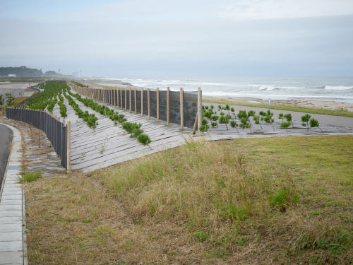 Shelterbelt, Shinchi, Fukushima, 2020 防砂林, 新地, 福島, 2020http://nanjotoshiyuki.com/shelterbelt http://