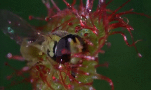 awkwardsituationist:sundew (drosera) consuming a syrphid fly