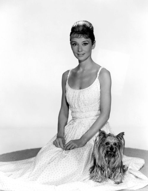 The actress Audrey Hepburn photographed with Mr. Famous (her Yorkshire Terrier) by Bud Fraker at the