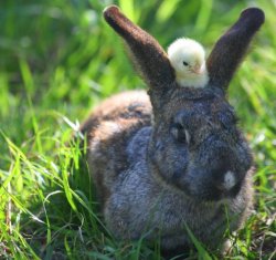 animals-riding-animals:  chick riding rabbit 