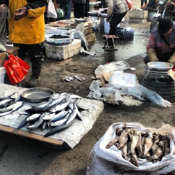 Fish market a block away from my school. #fishmarket #fish #dalian #school