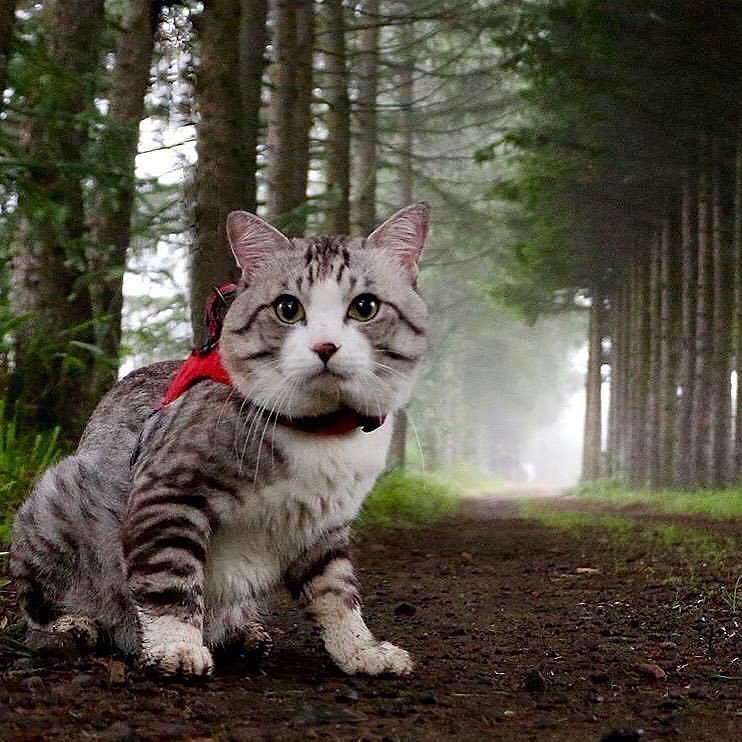 spydecai:  animalwoonz:  robin hood origins türkçe dublaj izle   Instagram: @animalwoonz
