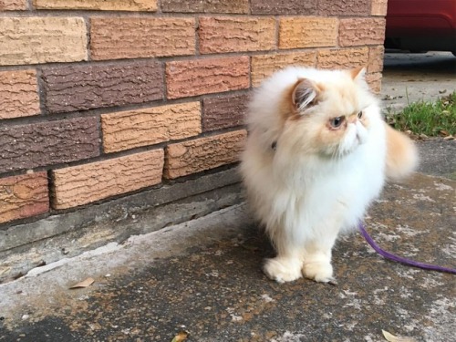 Another brick in the wall #fluffypantsdaily #mondaymood #backtothegrind #cat #himalayan #persian #ca