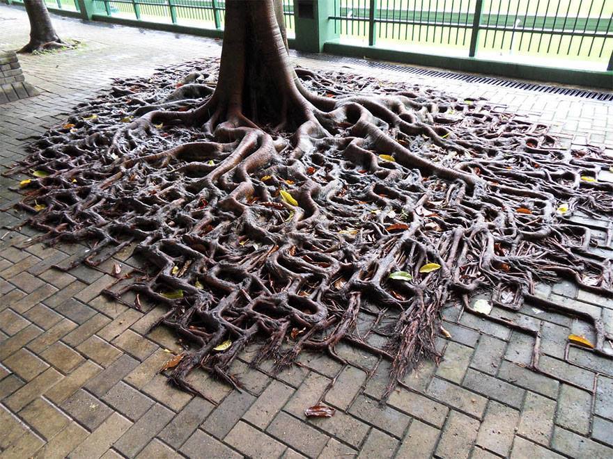 milkywayrollercoaster:  Nature Doesn´t Give Up photos web 