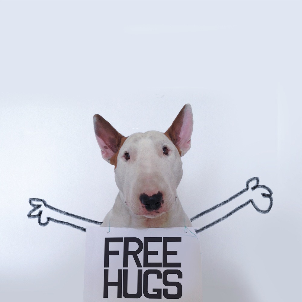 huffingtonpost:Dog Owner Draws His Bull Terrier Into The Kind Of Adventures A Dog