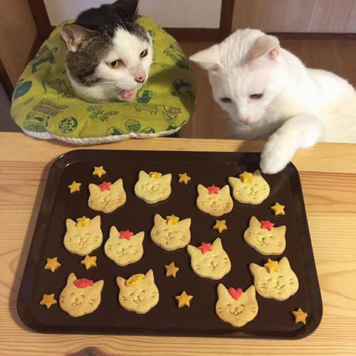 Curious Cats Love To Appraise Their Humans Culinary Skills