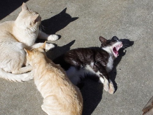 大きく口を開けるシロクロさん。絶叫じゃないよ。ただあくびしてるだけ。The cat opens his mouth wide. Not a scream, just a yawn.