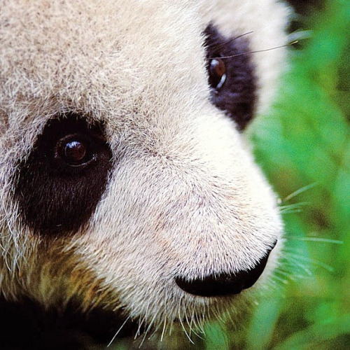 giantpandaphotos:  © David Sanger. 