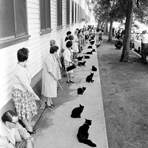 life:  Feeling superstitious? Happy Friday the 13th! Owners with their black cats, waiting in line for audition in movie “Tales of Terror.” (Ralph Crane—TIme & Life Pictures/Getty Images)