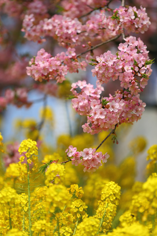 tinnacriss:Cherry and rape blossoms. by cate♪Via Flickr:松田山にて桜も菜の花も満開でした。風が強い日だったので、桜の枝が揺れてたいへんでした。