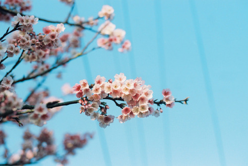 025 by HanPo Lin on Flickr.
