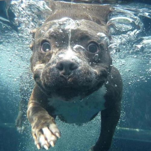 awwcutepets:Wait for me!