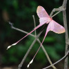 rubicunda:Eudaemonia argus (Pink silk)photo: PamsaiNative to Sub-Saharan Africa,