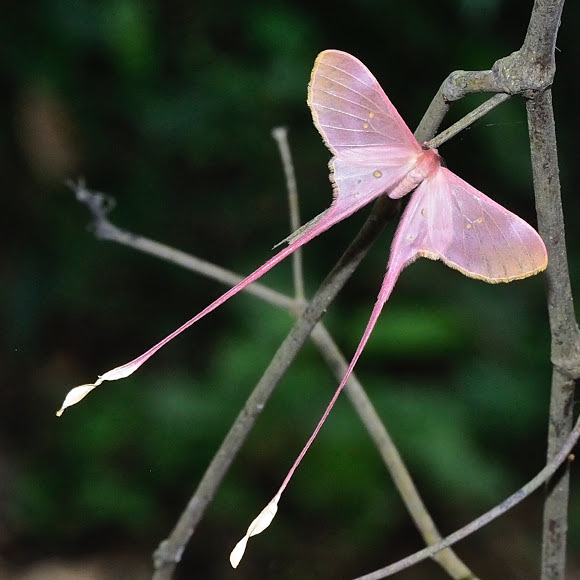 rubicunda:Eudaemonia argus (Pink silk)photo: PamsaiNative to Sub-Saharan Africa,