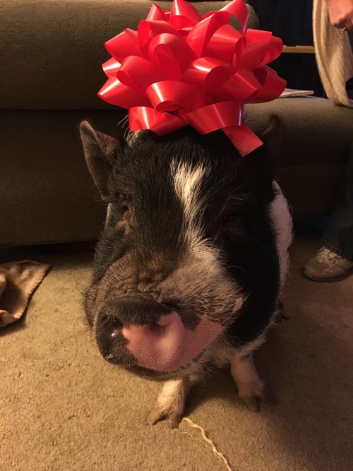 russellwilson:merry pigsmas. a gift from me 2 u.