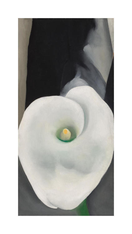 arsvitaest:Georgia O’Keeffe, Calla Lily for Alfred, 1927, oil on canvas