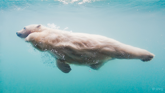 oecologia:  Water Ballet by Olga Gladysheva. 