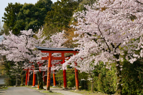 chitaka45:  京都 竹中稲荷神社 🌸桜🌸 kyoto takenaka inari jinja shrine