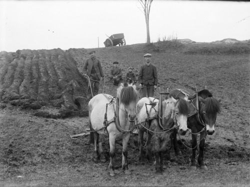 Ploughing at Yndestad in 1916Photographer: Paul Stang
