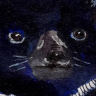 meowthtomeowth.tumblr.com/post/106848089217/