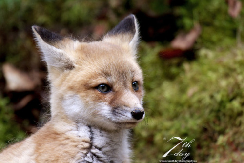 This fox is like “wot?”Photo by Chris MacDonald