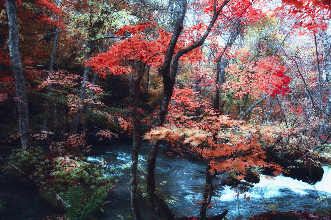 melodyandviolence:  by   Hanson Mao(毛延延)   