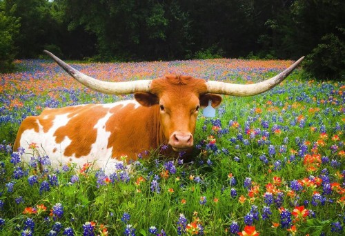 bluebonnets