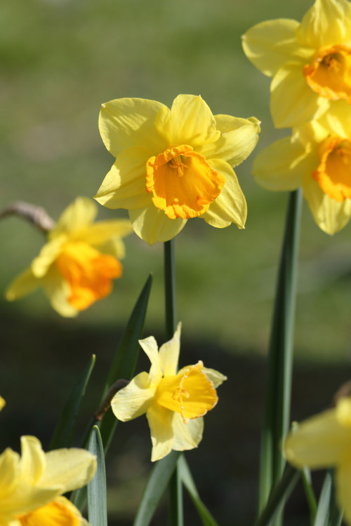 britishdailyphoto:Daffodils in Suffolk