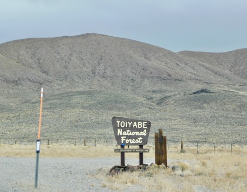 Toiyabe National Forest? Nevada, 2020.